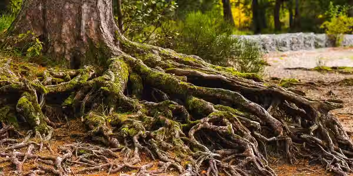 root