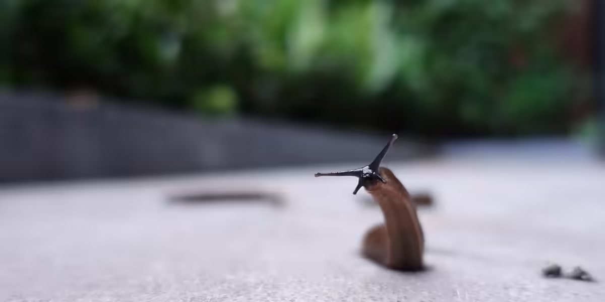 root
